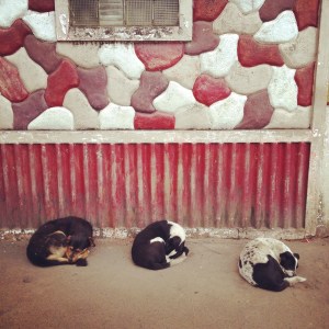 Three Lazy Dogs sleep in Darjeeling near Chowkrasta.
