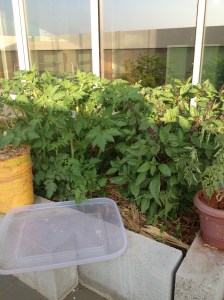 School Garden upon returning after holiday break! KH certainly kept it  well watered!