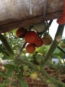 Cherry tomatoes finally starting to hit their stride!