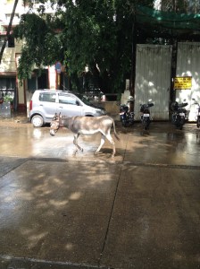 Trail Run in Mumbai.